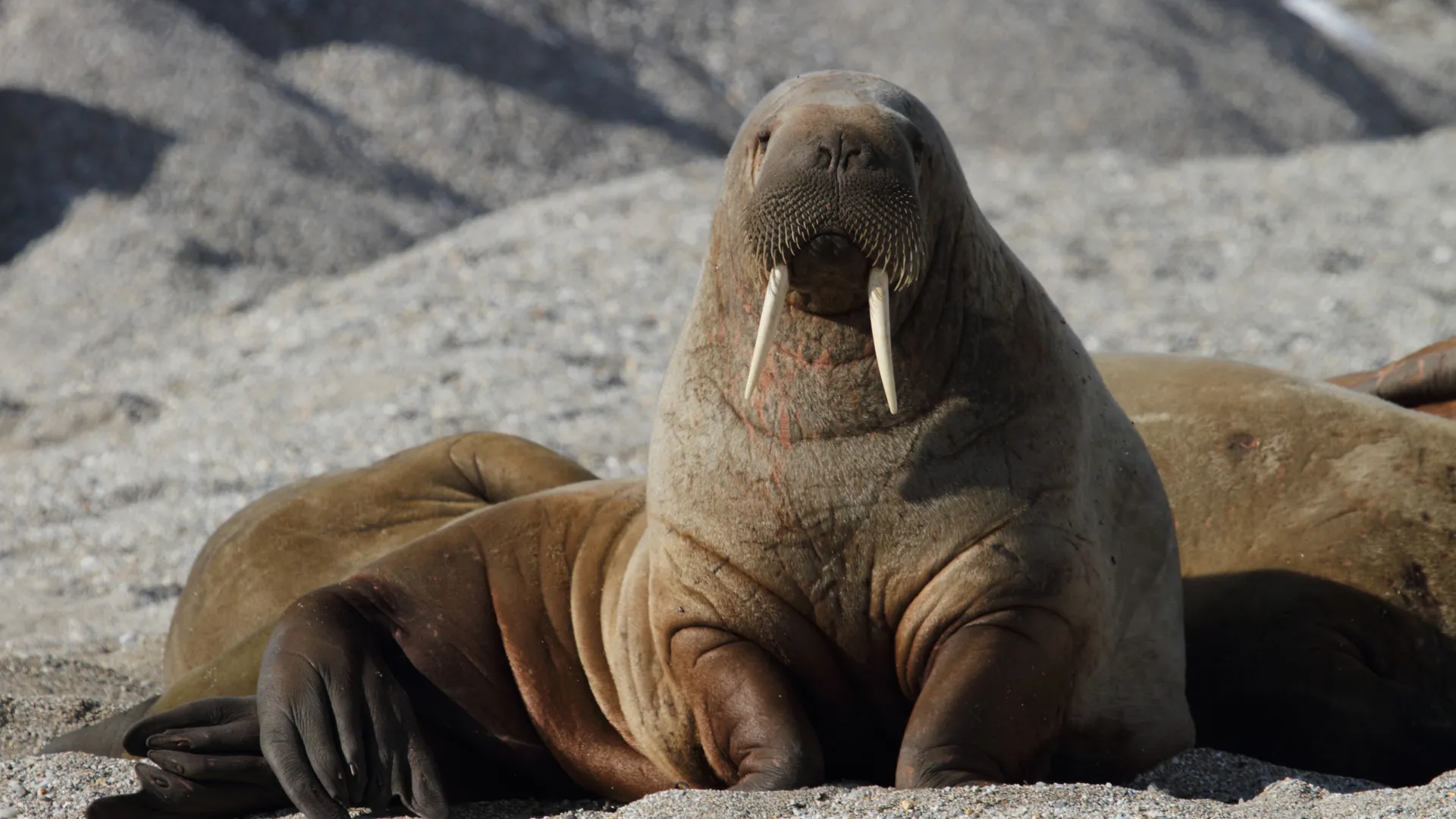 Photo of a wise walrus