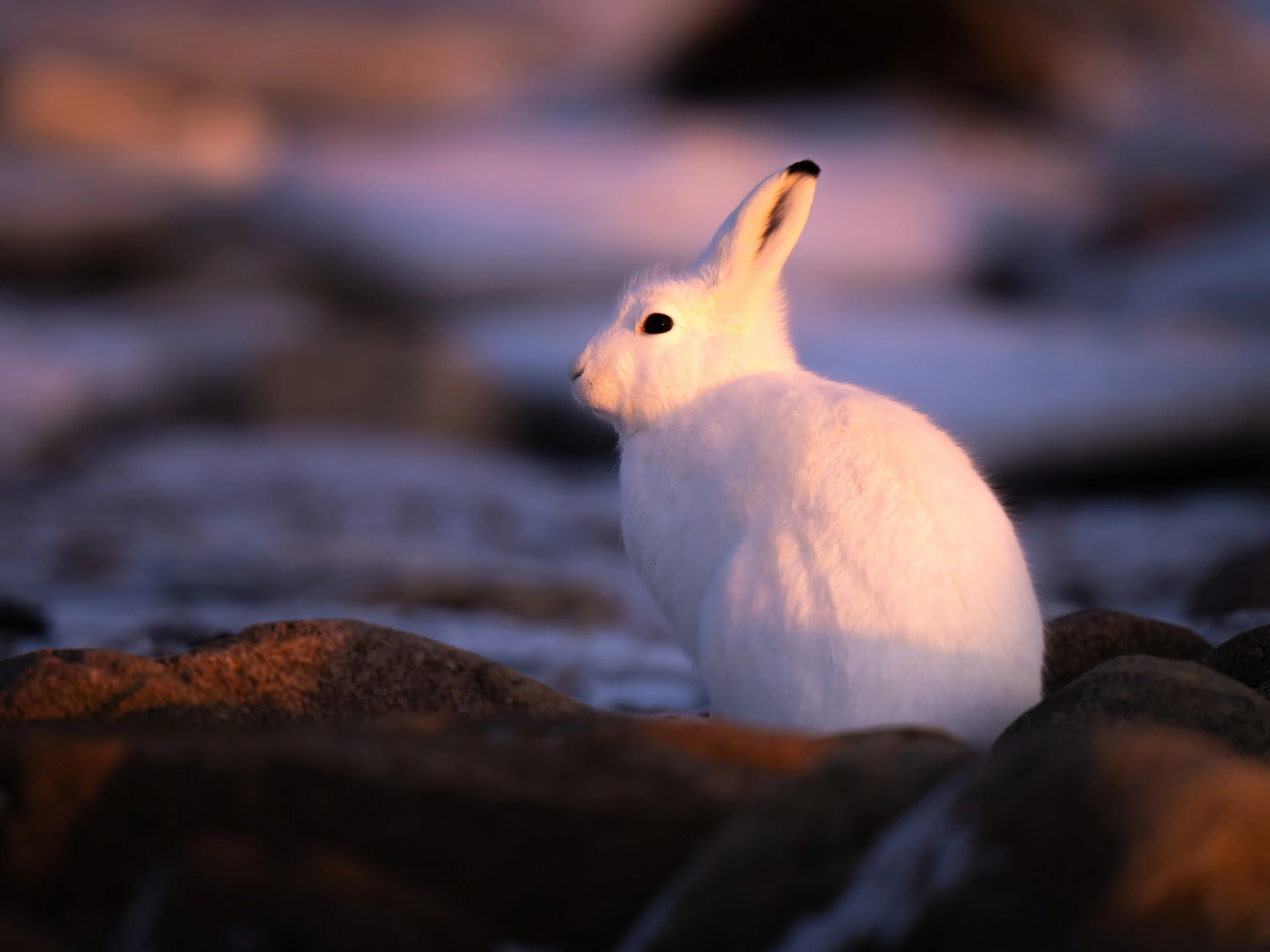 Photo of an arctic hare at sunset.