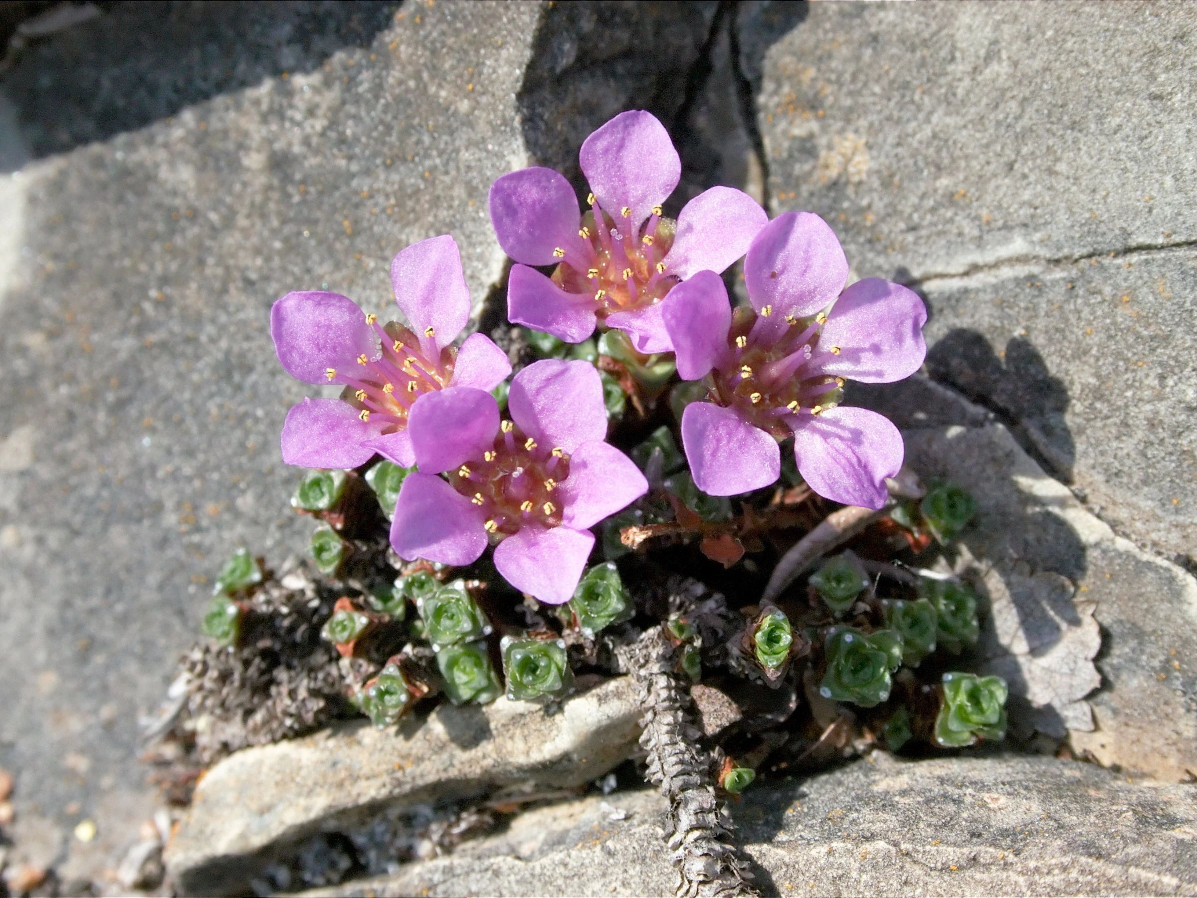 A photo of purple saxifrage growing out of a rock.